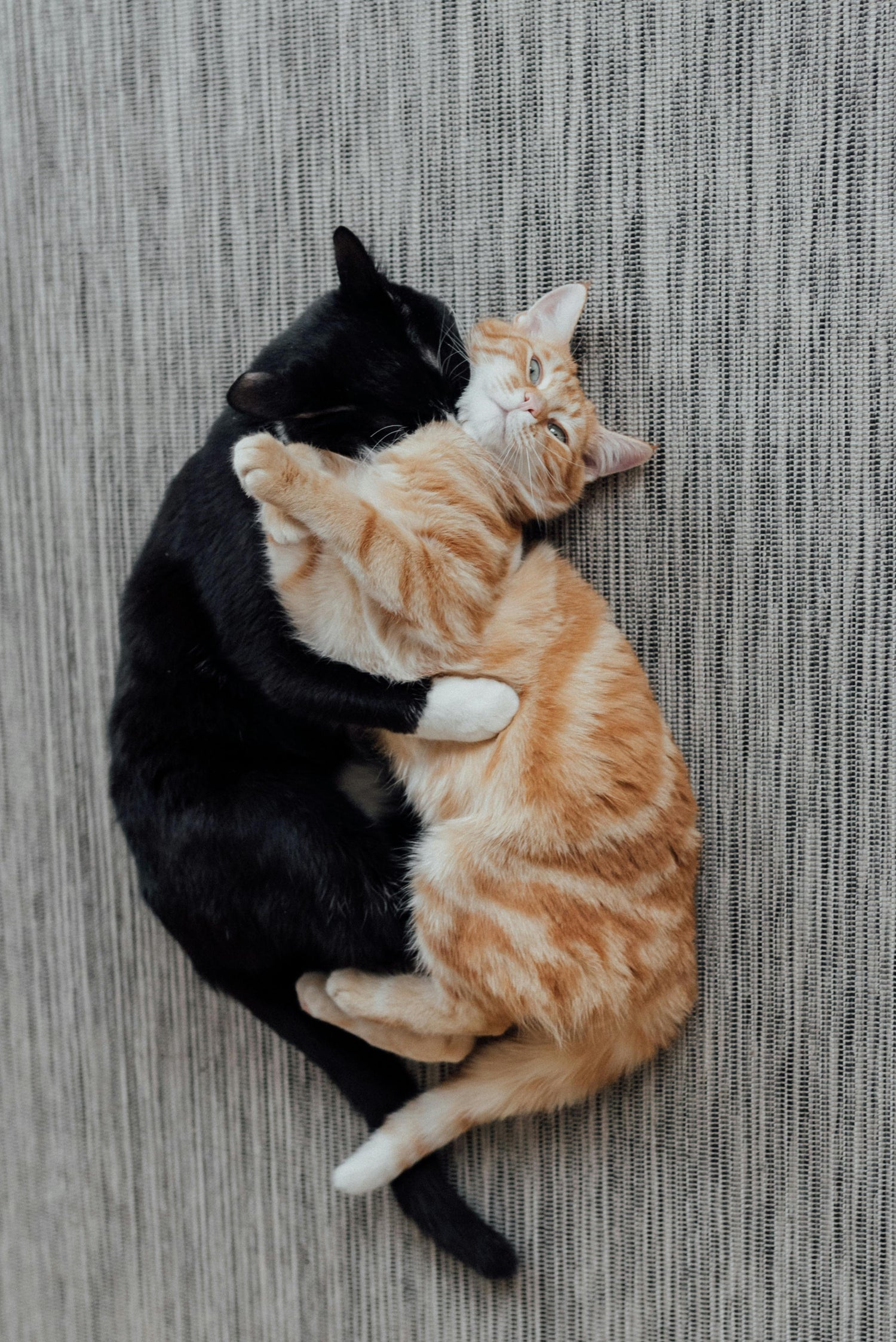 Pets